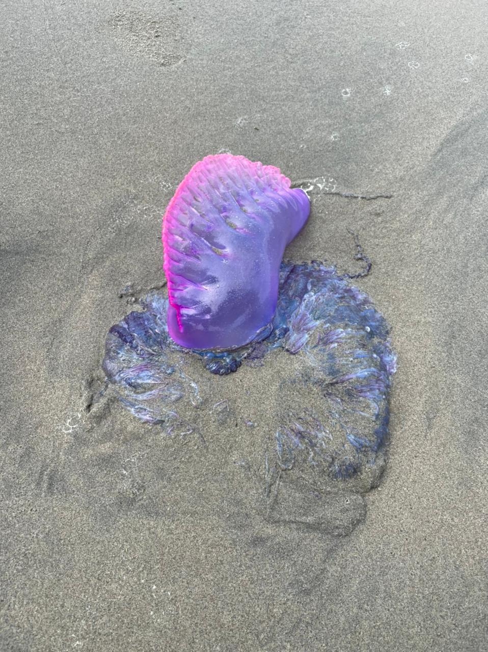 Agua Mala en playas de Cartagena