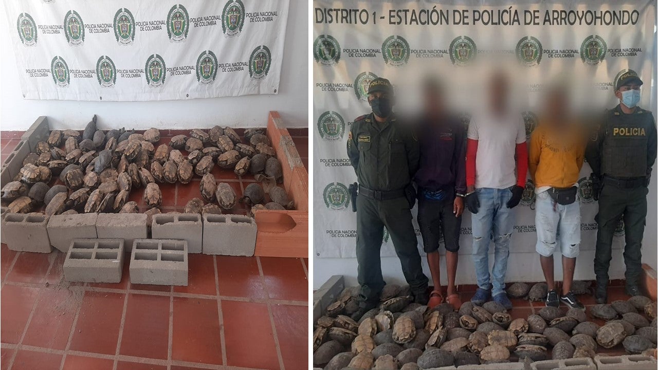 Las hicoteas fueron dejadas a disposición de Cardique