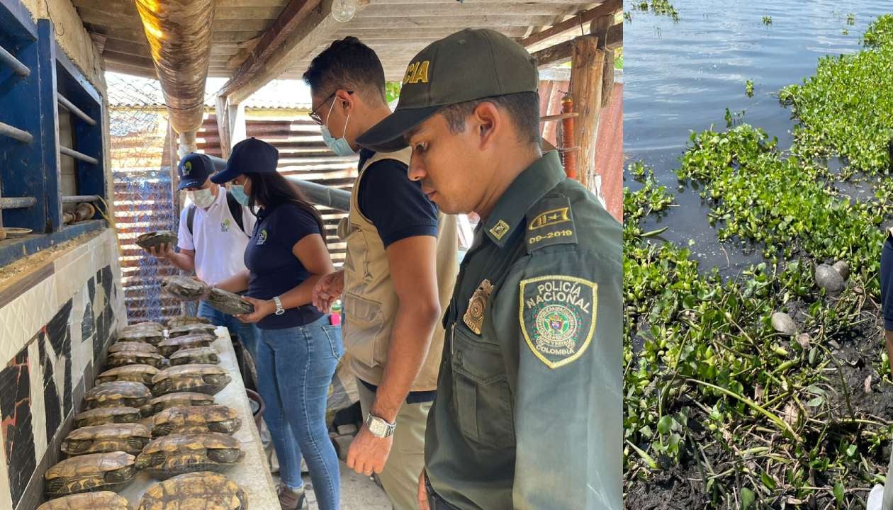 Complejo cenagoso Tupe-Zarzal-Capote