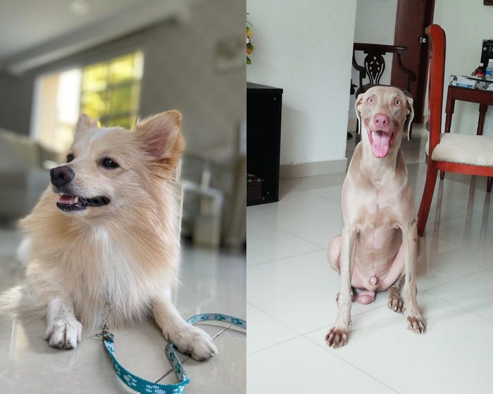 Residentes del barrio Villas de La Victoria denuncian envenenamiento de perros.