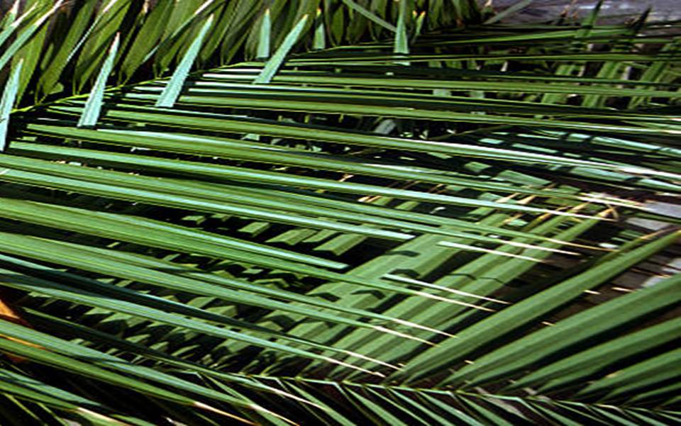 Controles para el Domingo de Ramos con la palma que se viene utilizando