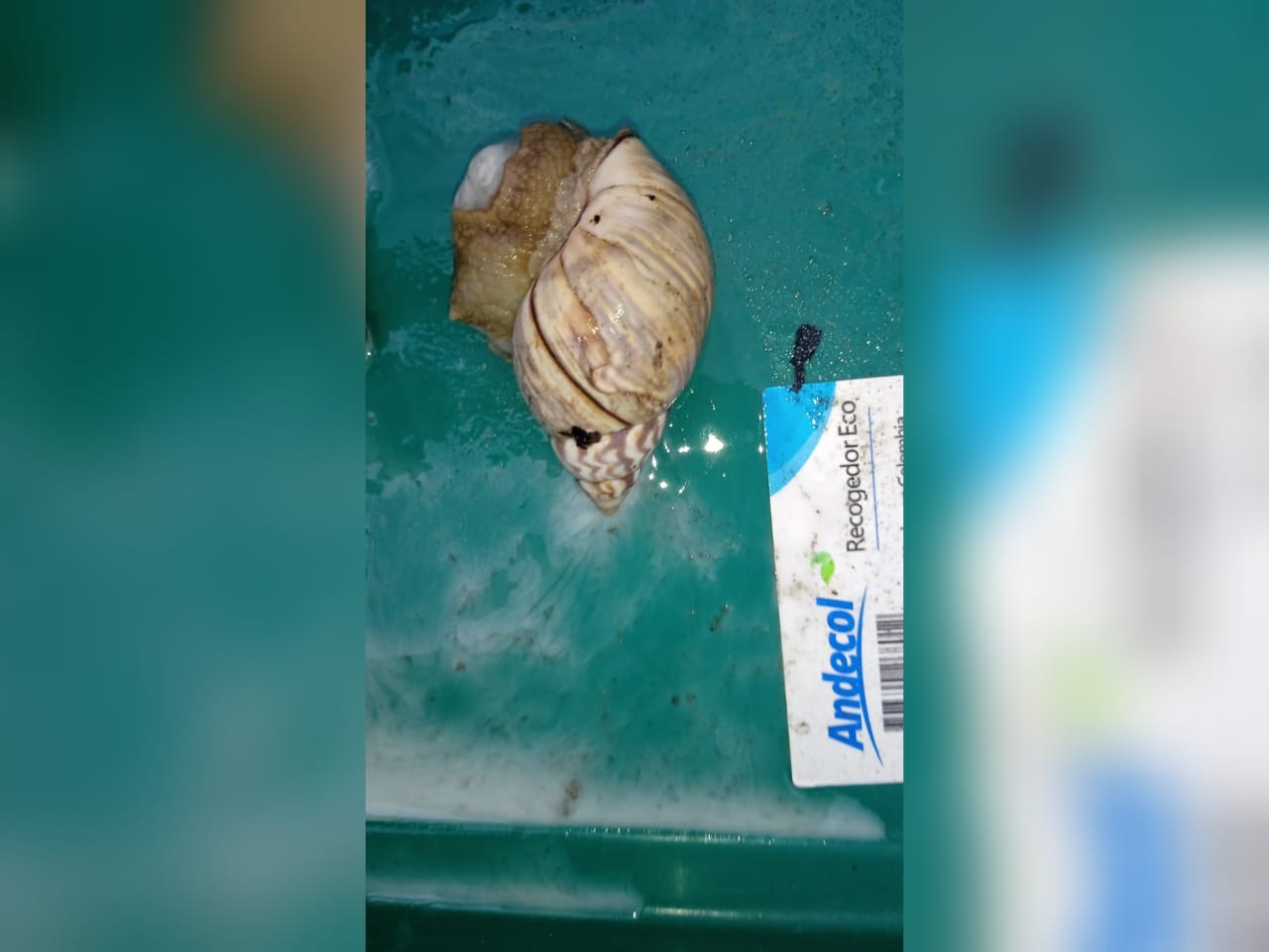 Caracol africano encontrado en cercanías al colegio La Salle