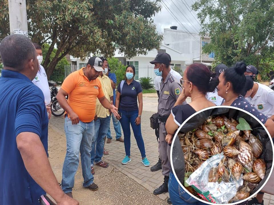 Emprenden campaña en contra del Caracol Gigante Africano