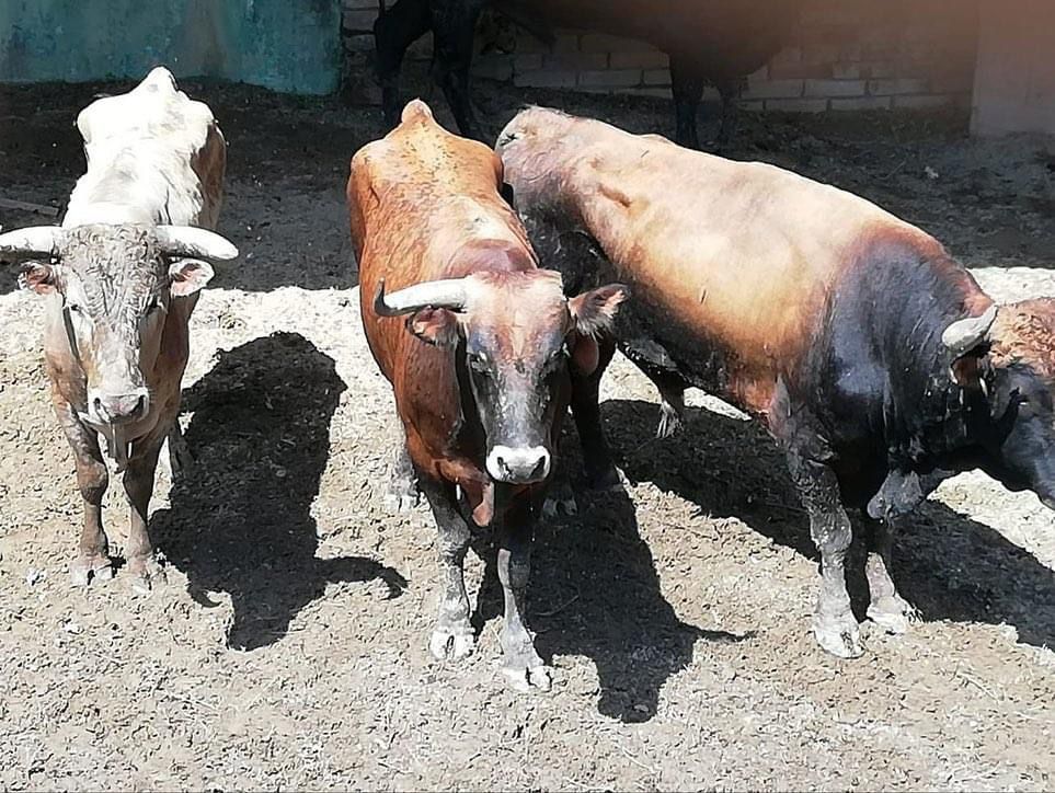 Toros de corraleja de Bayunca, Cartagena