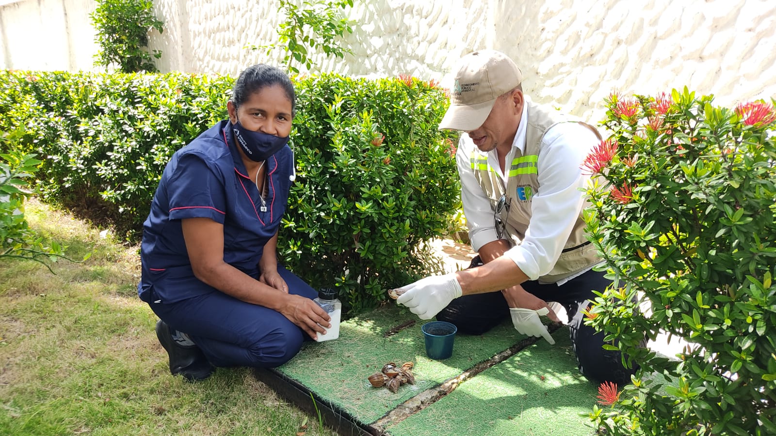 Caracol africano en Cartagena