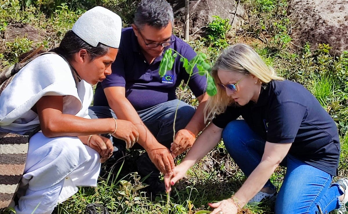 Las especies nativas sembradas fueron arboles de ceiba bonga, roble, caracolí y campano.