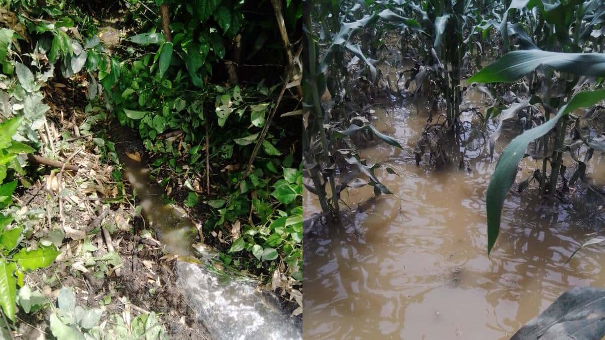 Perdidas por lluvia en Palmar