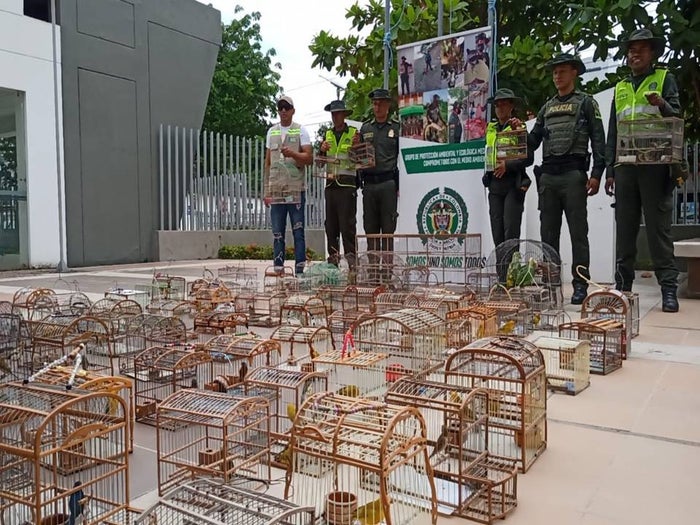 Se logró el rescate de 92 aves de diferentes especies que se encontraban en cautiverio