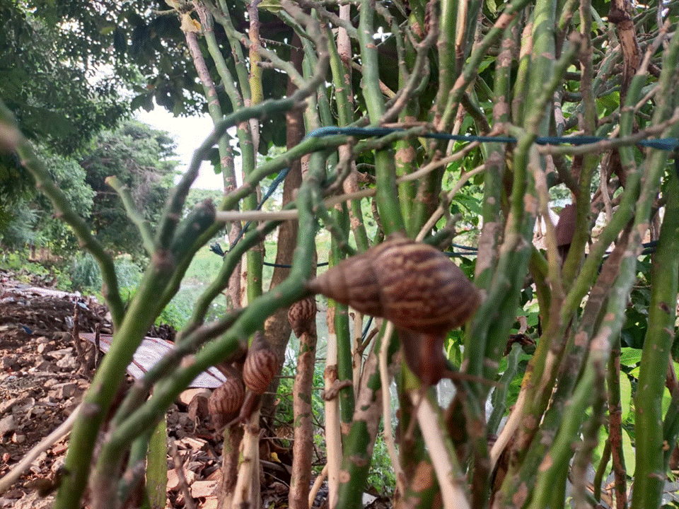 Un perro murió luego de jugar con un caracol