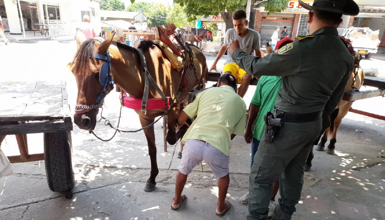 Campaña en contra del maltrato animal