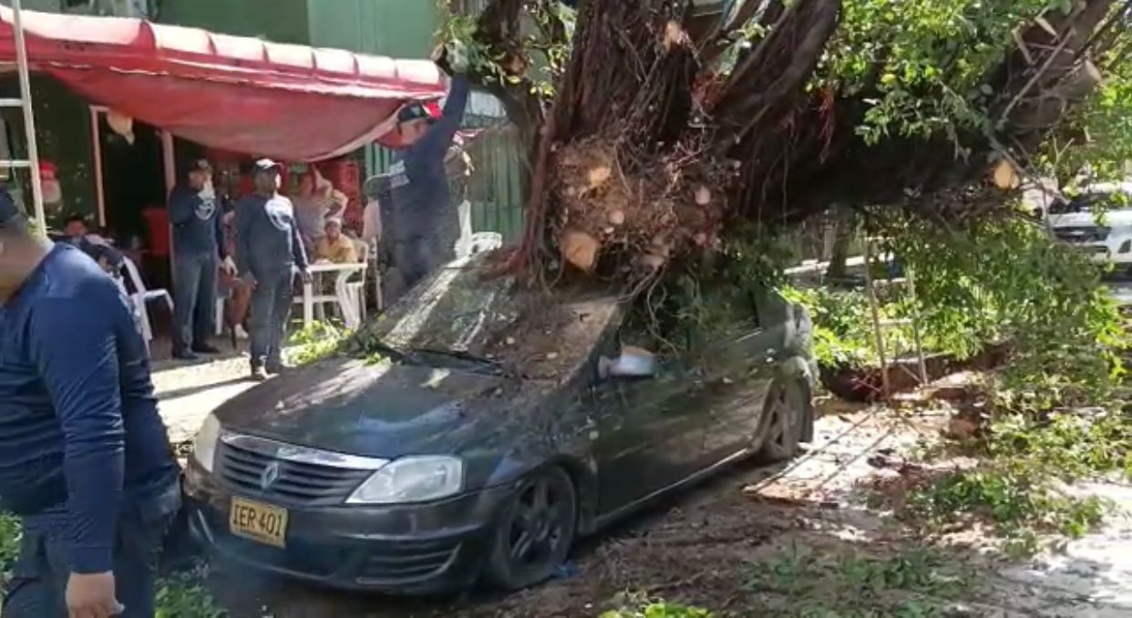 La caída de árbol generó pánico