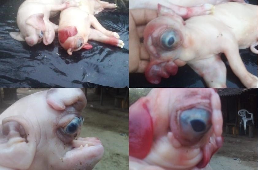 Cerdos fenómenos en Tubará