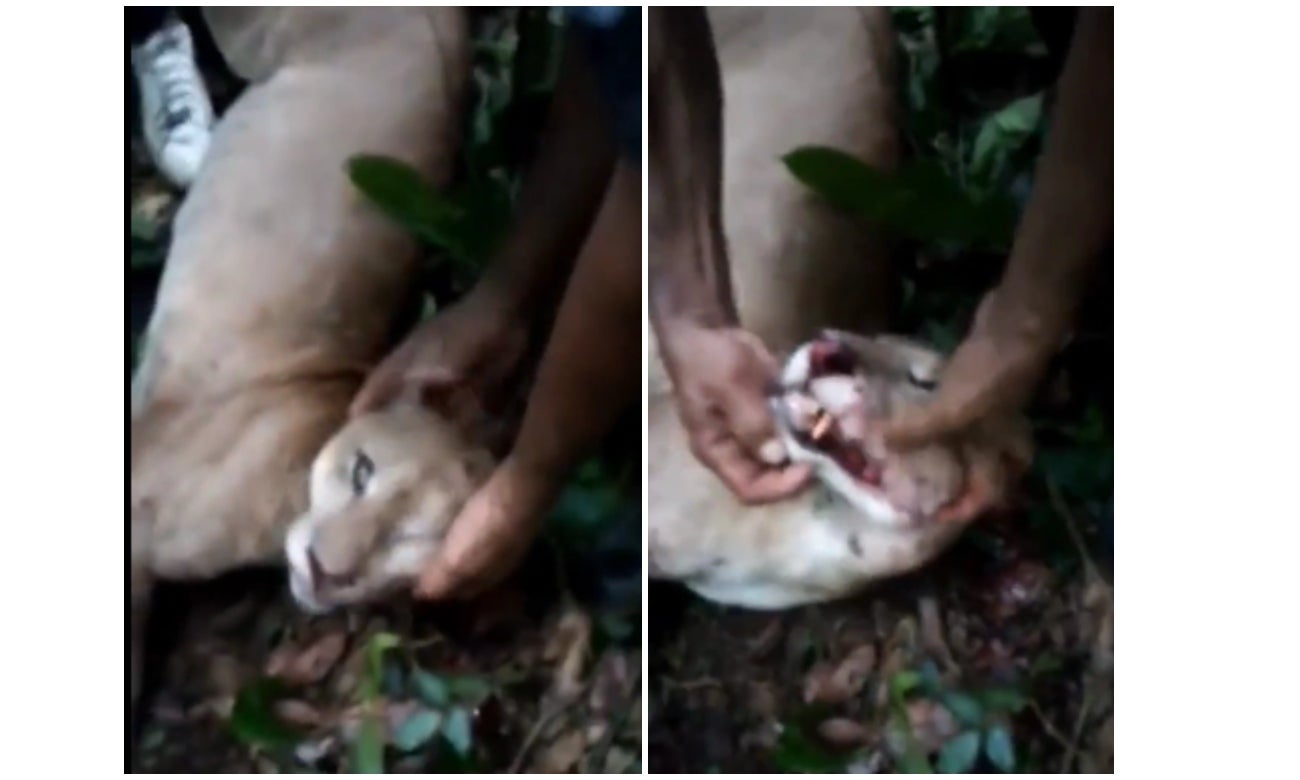 Campesinos en Córdoba cazaron a puma que acababa de tener crías