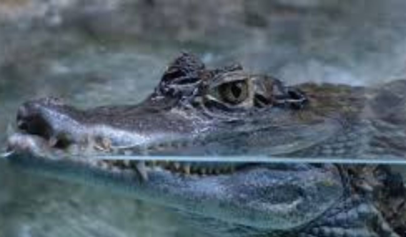 Caimanes en el Caño El Limón