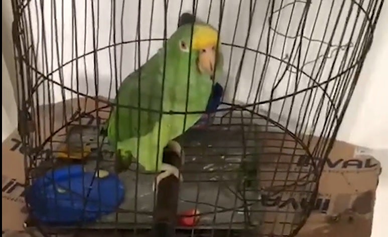 El loro Monchy fue robado en Barranquilla