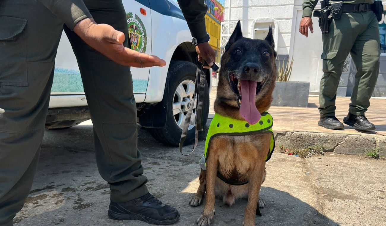 “Kalet” el perro Policía que combate el tráfico ilegal de fauna silvestre