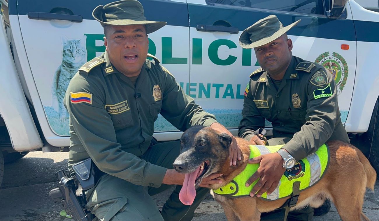 “Kalet” el perro Policía que combate el tráfico ilegal de fauna silvestre