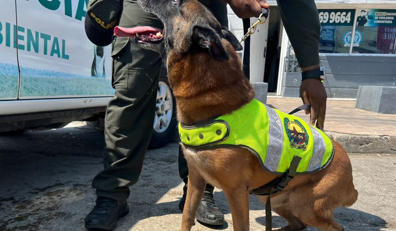 “Kalet” el perro Policía que combate el tráfico ilegal de fauna silvestre