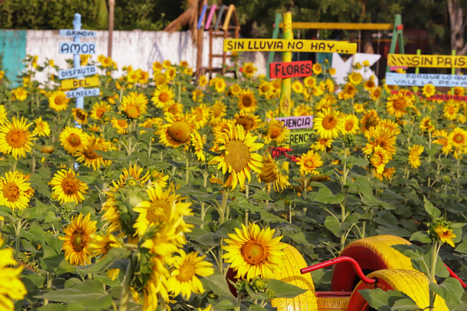Mar de Girasoles en Puerto Colombia