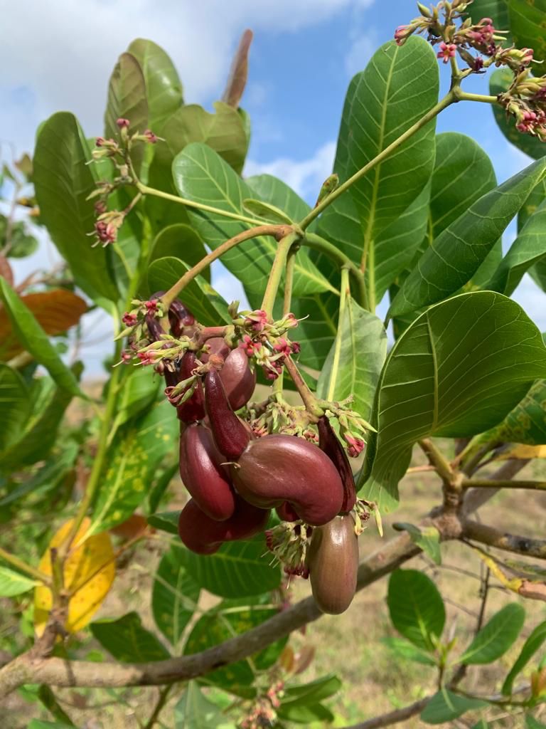 Cultivo de marañón en Montería, Córdoba