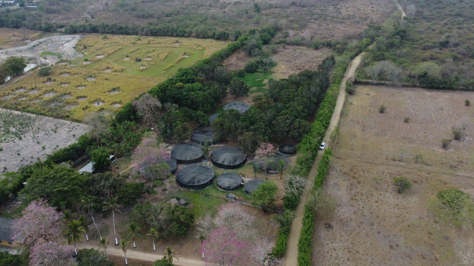 La finca tiene 11 piscinas con 35 mil peces aproximadamente para su cría y comercialización