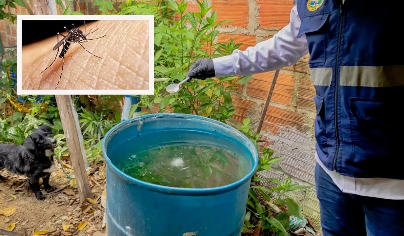 Proliferación del mosquito transmisor del dengue, Aedes Aegypti