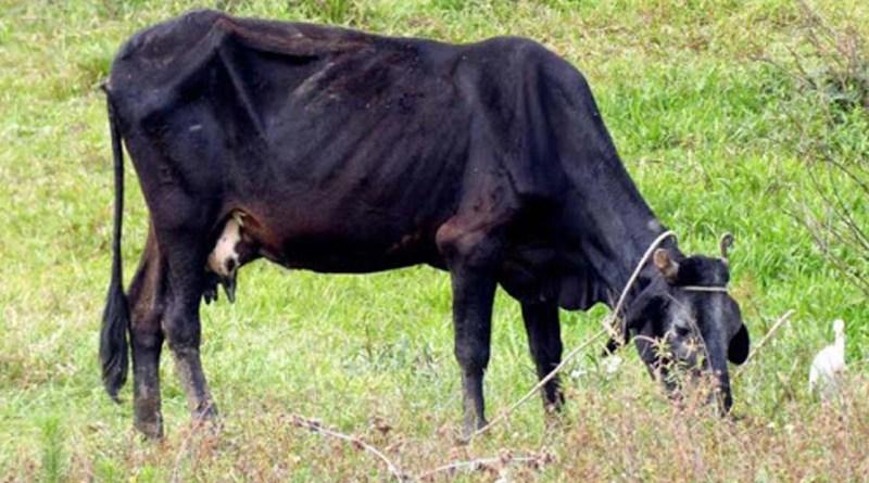 No hay pasto para las reses ni agua para calmar su sed
