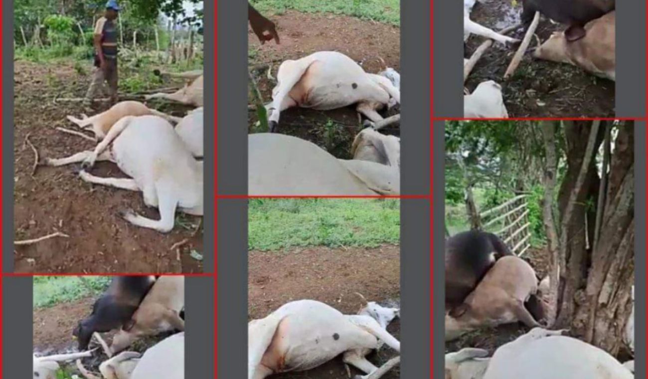 Fueron 10 las vacas muertas