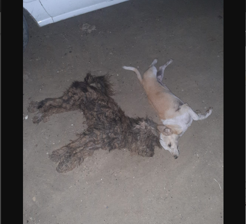 Los perros vivían en un taller mecánico