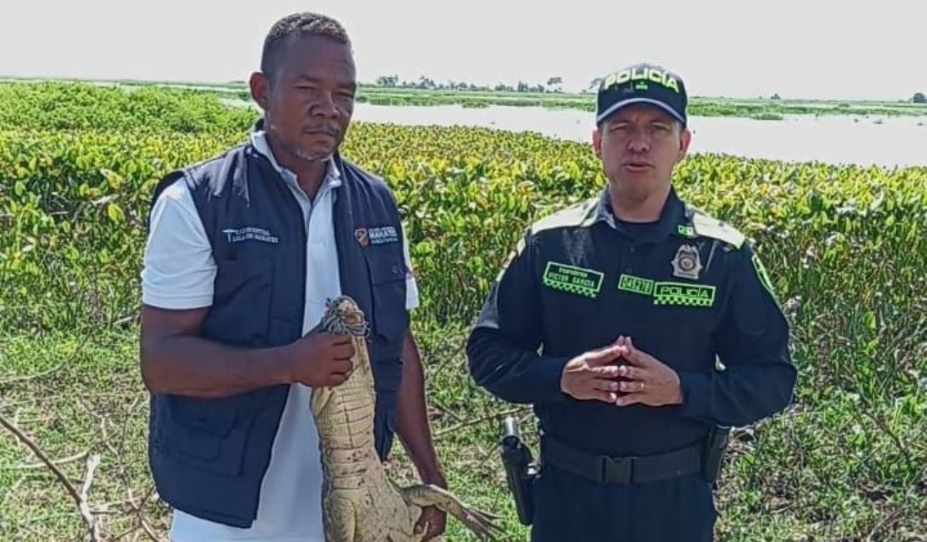 Babilla de aproximadamente de 1.30 metros de largo y 25 kilogramos de peso,