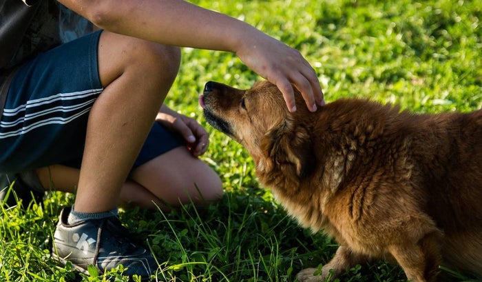¿Cómo los animales mejoran la salud mental de las personas?