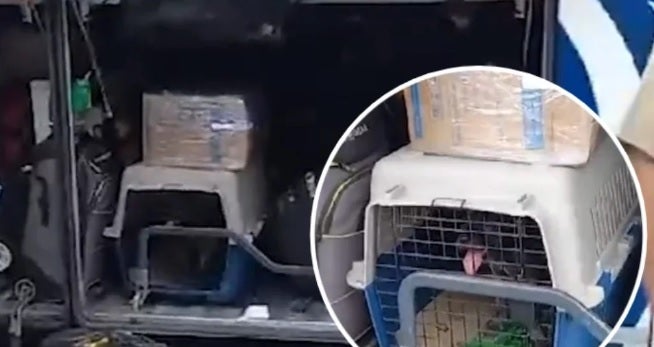 Perro en bodega de equipaje