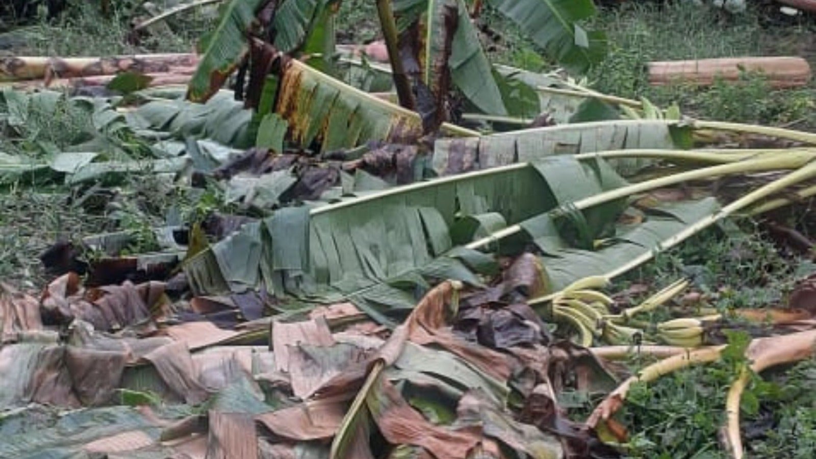 Muchas hectáreas de de cultivos de plátano arrasadas