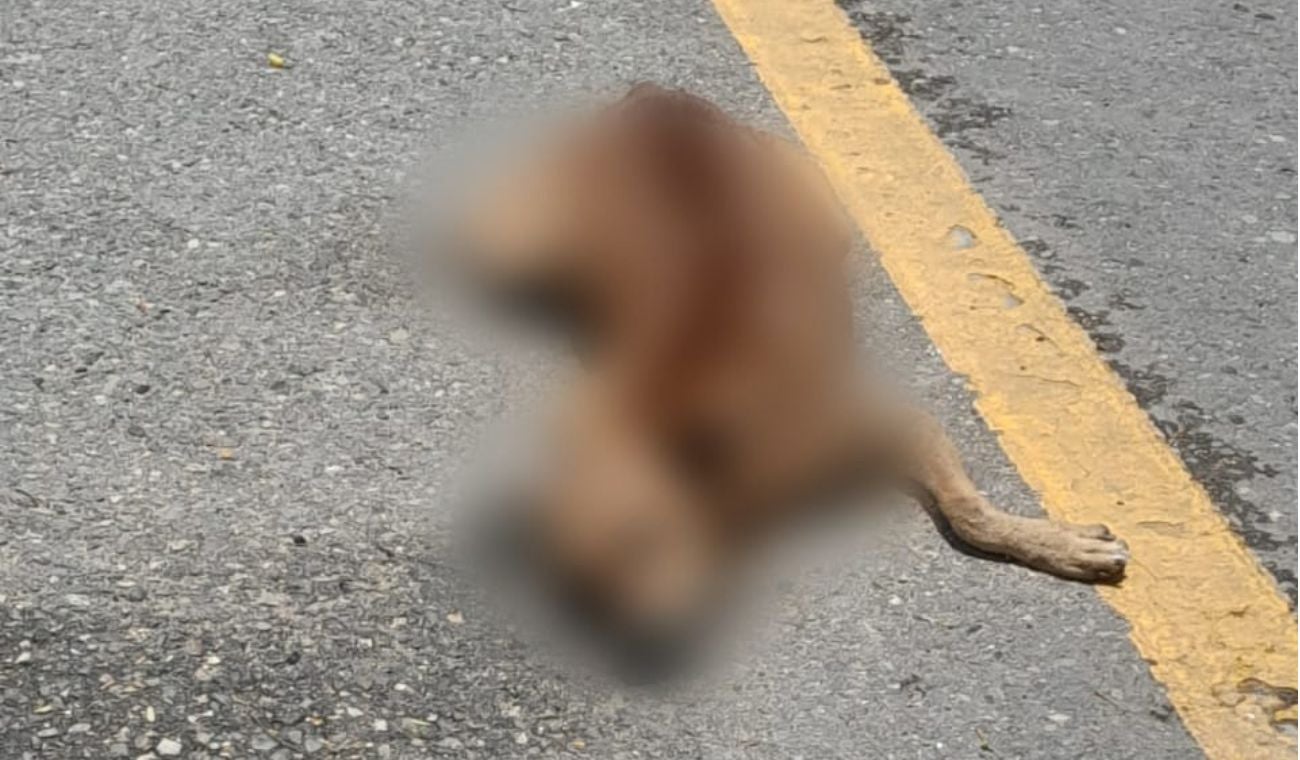 Buscan que se instalen reductores de velocidad