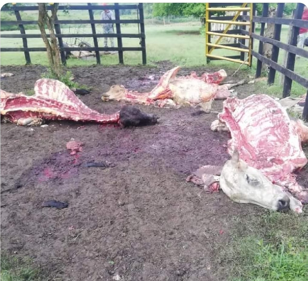 José Félix Lafaurie Rivera, presidente ejecutivo de la Federación Colombiana de Ganaderos, hizo pública la denuncia en su cuenta de X