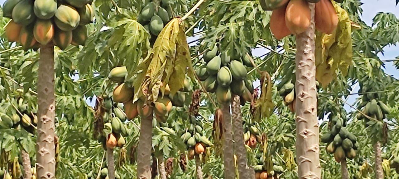 Son más de mil hectáreas de papaya afectadas
