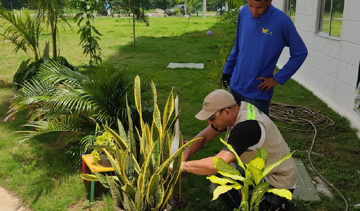Invasión de Caracol Africano