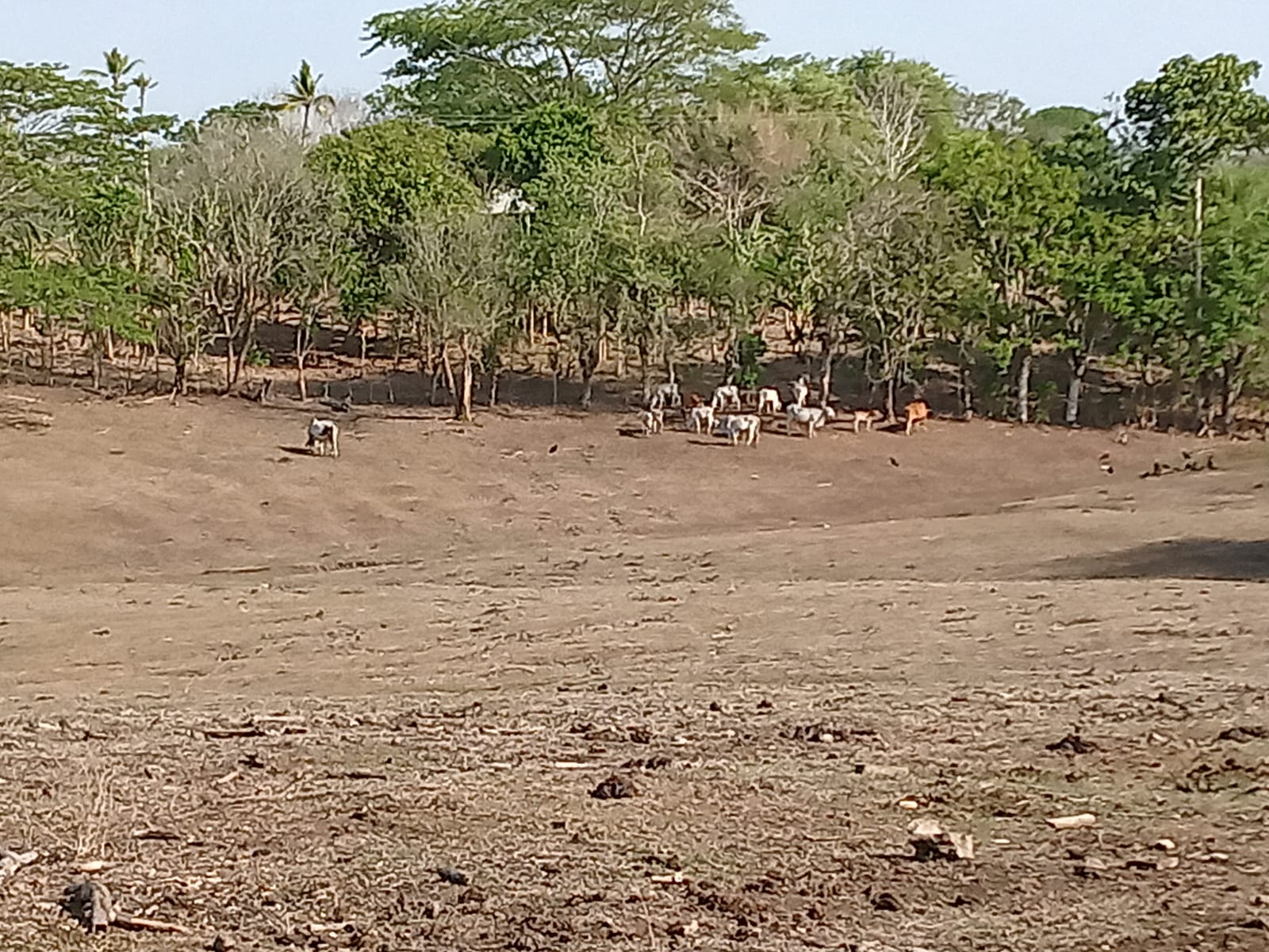 Sequía en Córdoba. En 14 municipios han declarado calamidad pública