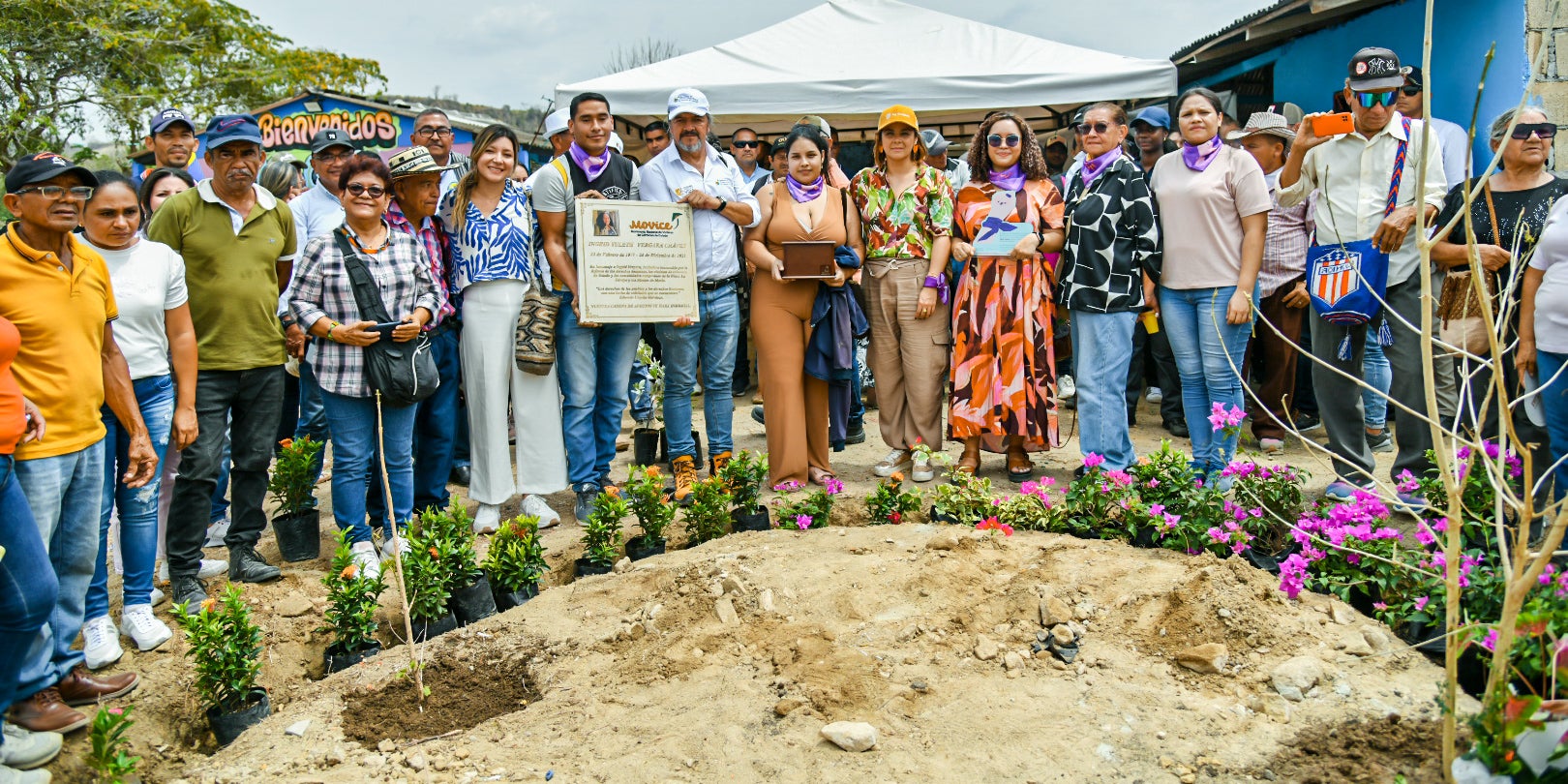 Este un programa productivo para el cultivo tecnificado de cáñamo de cannabis