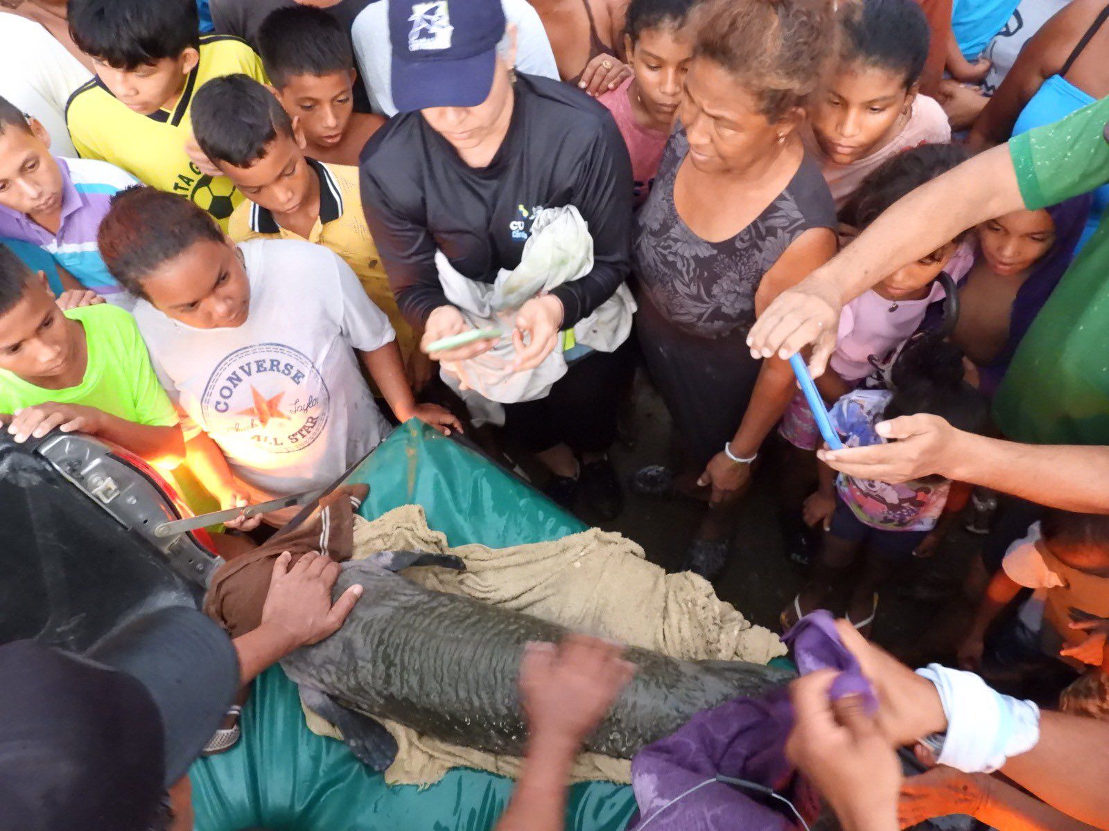 El animal está en mal estado de salud