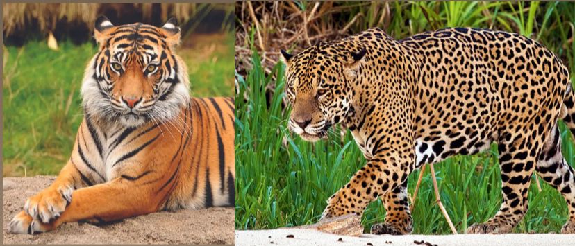 Felinos son vistos en la Serranía del Perijá y en la Sierra Nevada de Santa Marta