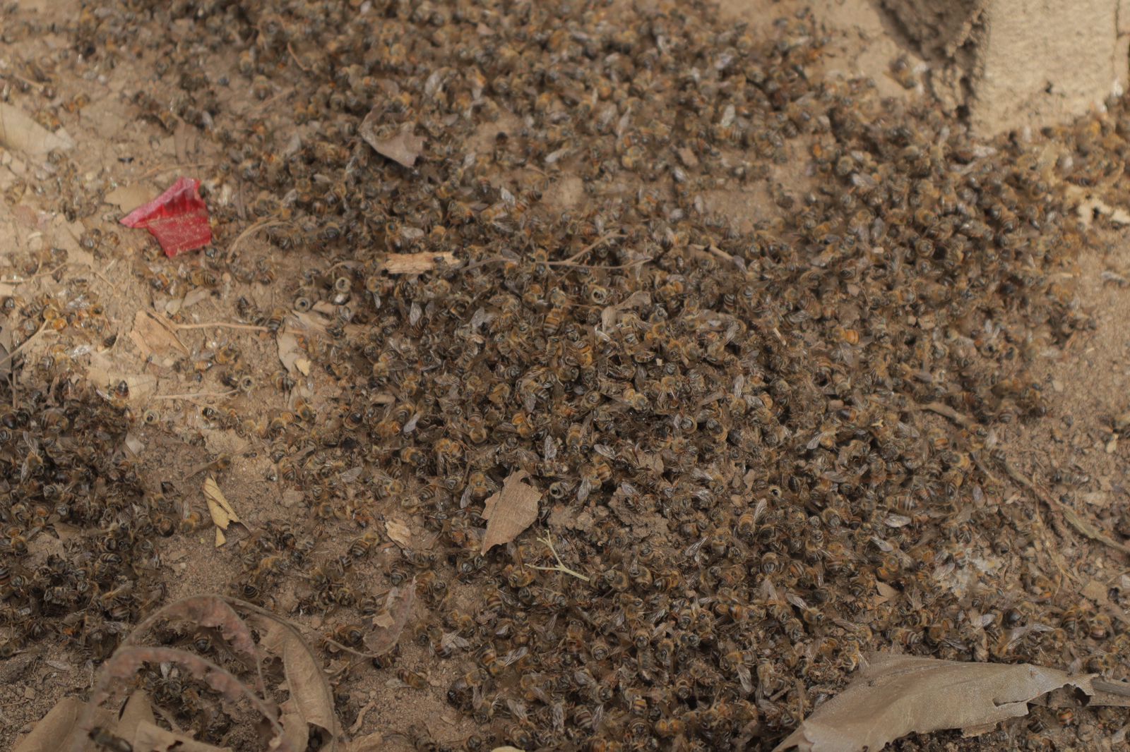 El estudio fue realizado por el ICA