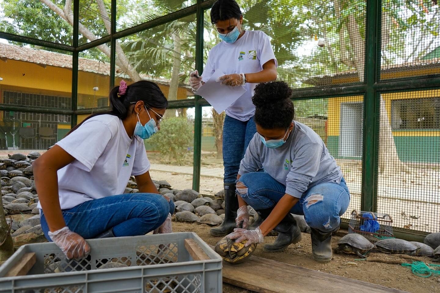 Aumento de tráfico de Tortigas Hicoteas en Colombia