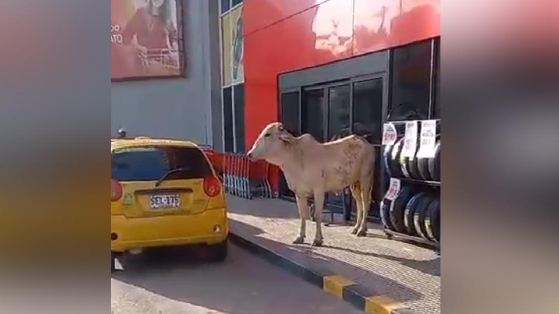 Vaca loca en Sincelejo