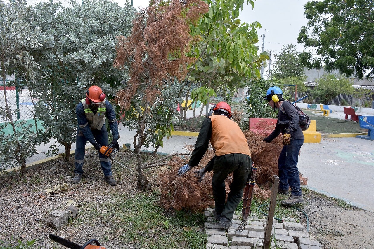 Poda de arboles en Cartagena
