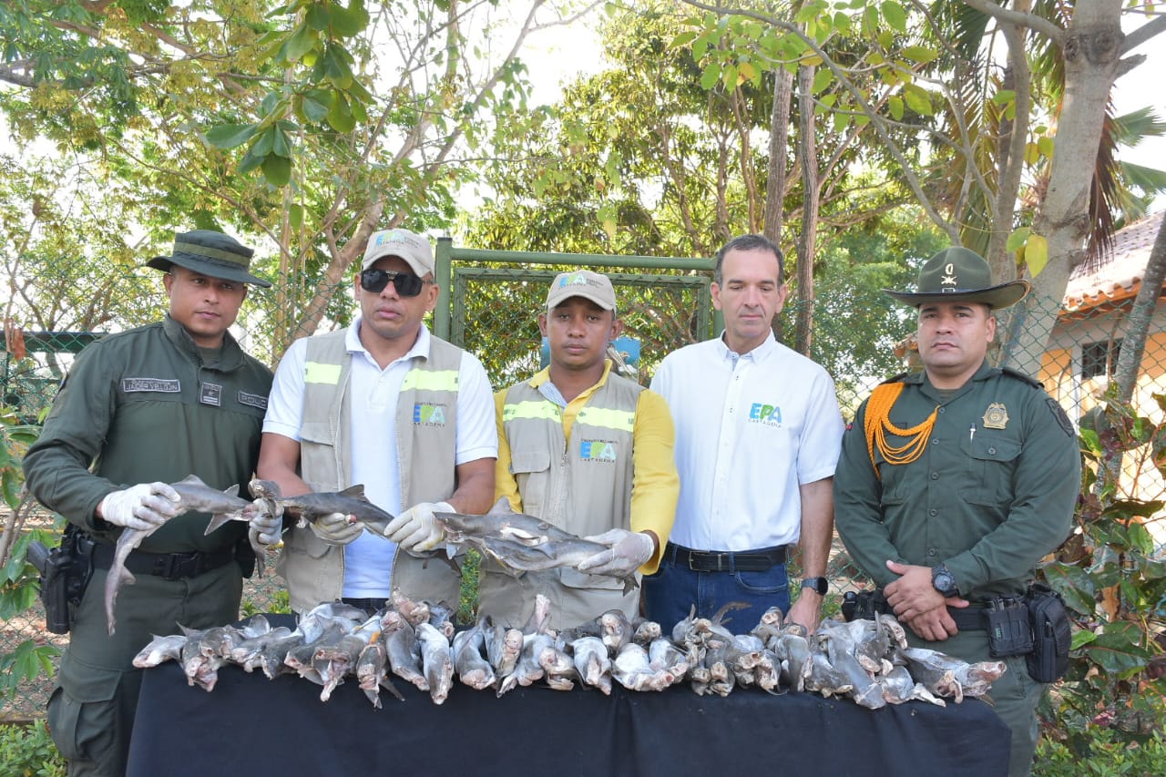 Decomisan carne de animales silvestres en Cartagena