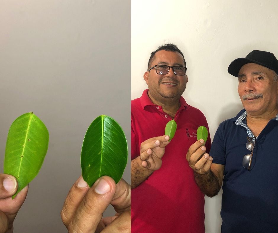 Con la hoja de laurel se interpretan porros y fandangos
