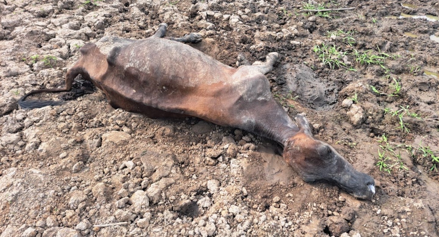 Entre diciembre de 2023 y febrero de 2024, al menos 154 bovinos han muerto en el Cesar.