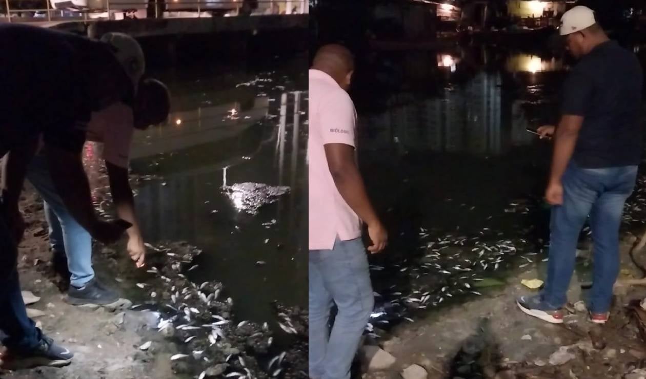Muerte de peces en caño