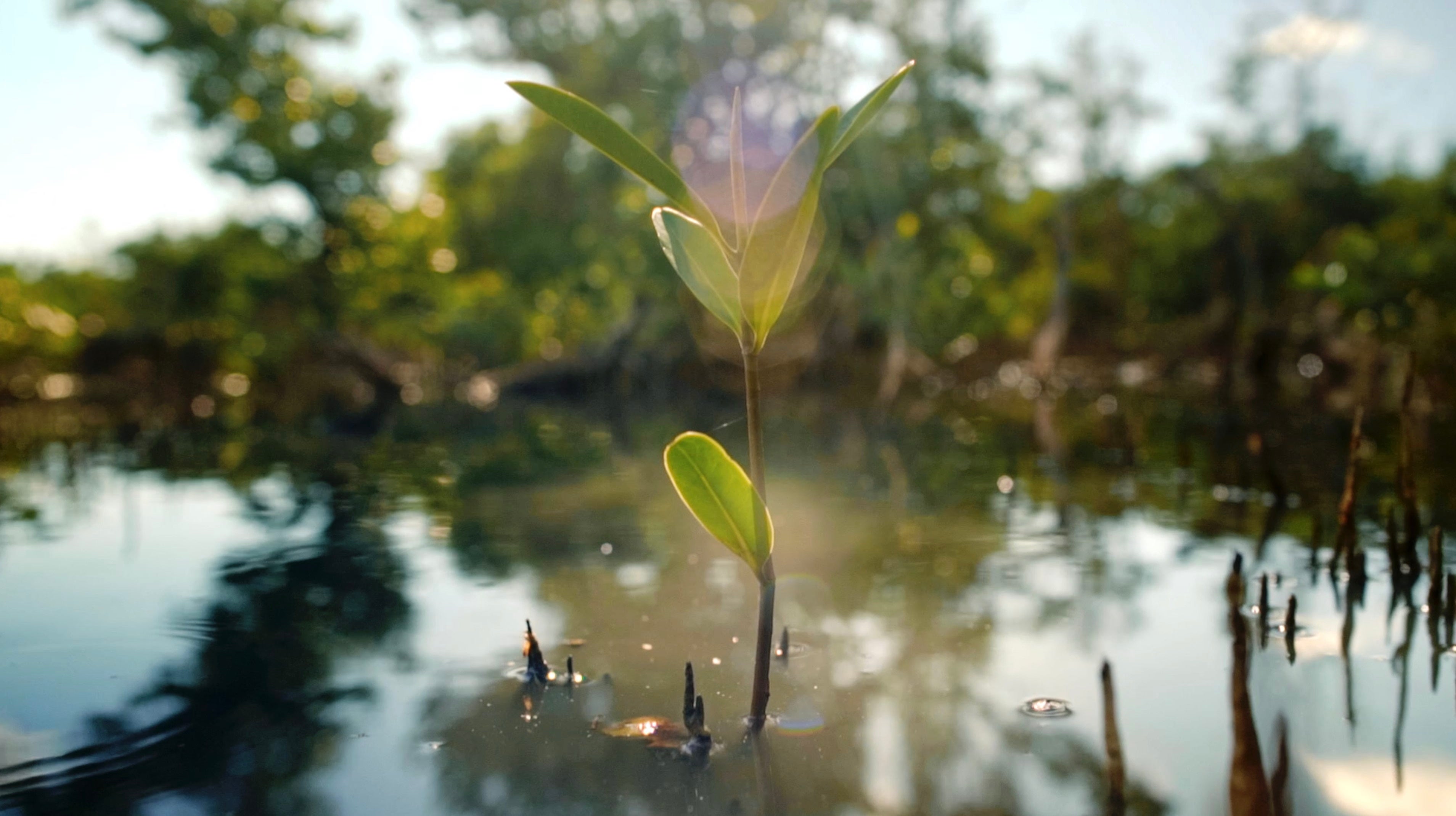 Plantulas de Manglar